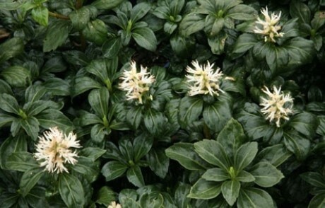 Pachysandra Green sheen 4&quot;
