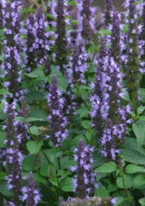 Agastache Astello Indigo 4&quot;