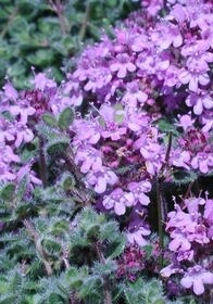 Woolly Thyme 4in