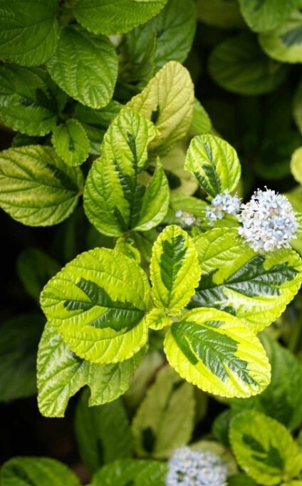 Ceanothus Diamond Heights QT