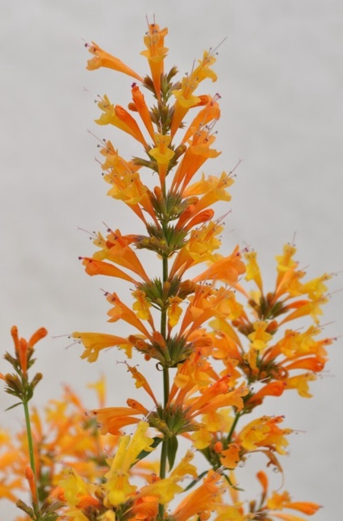 Agastache Sunrise Orange 1 gal