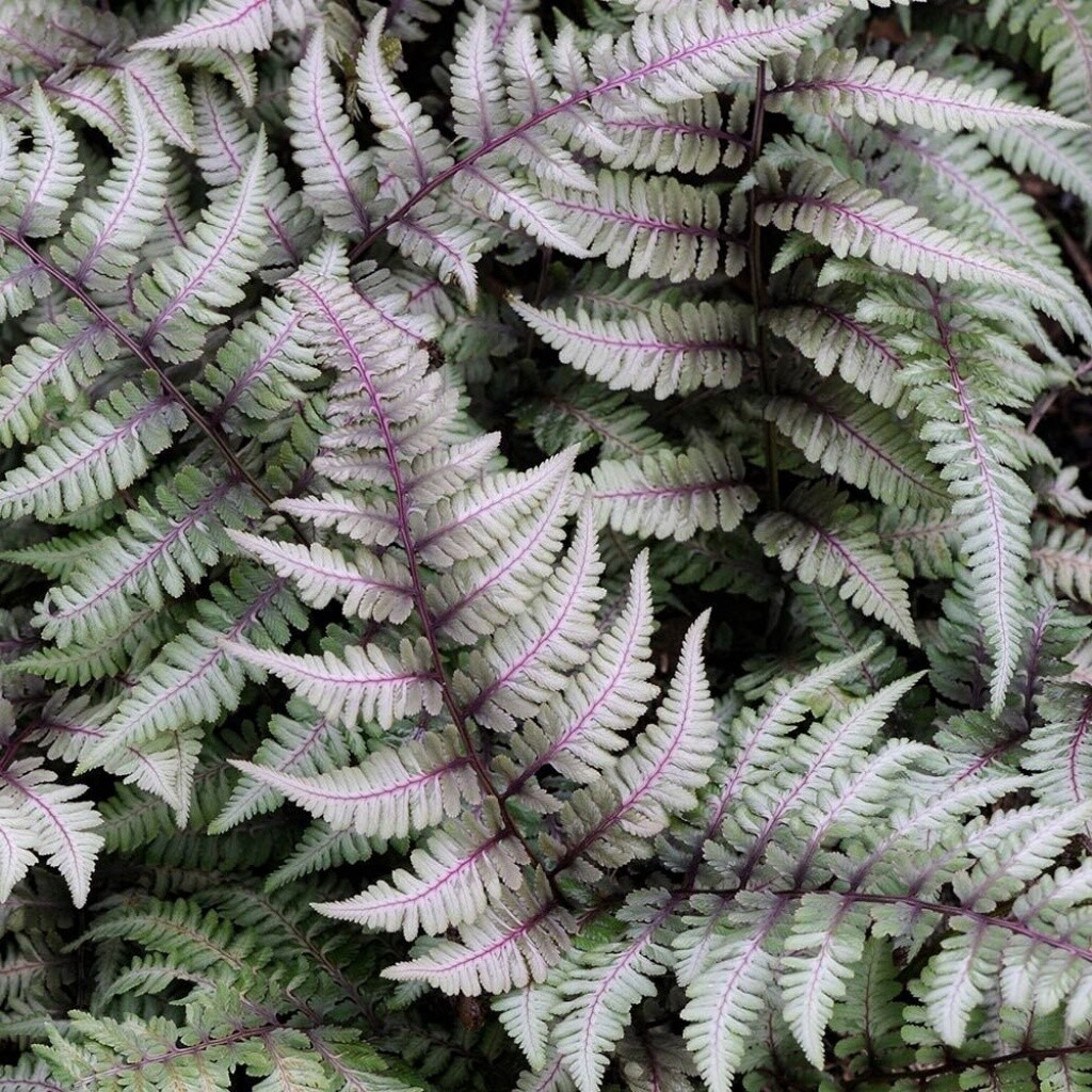 Japanese Painted Fern QT