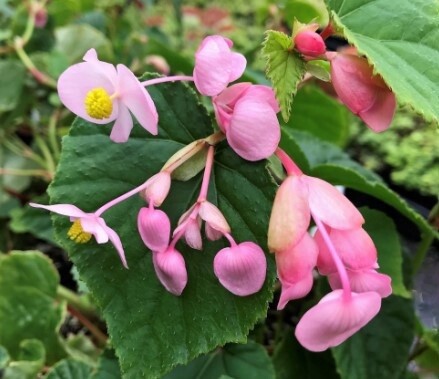 Begonia Hardy Herons Pirouette 1 gal