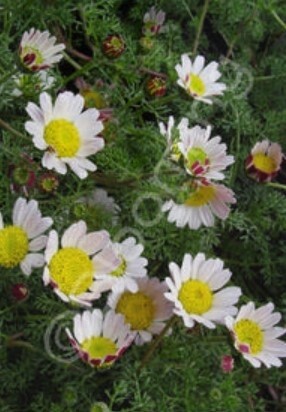 Daisy silver kisses 4”