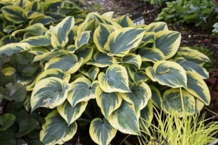 Hosta First Frost 1 gal