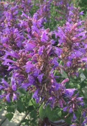 Agastache Sunrise Blue 1 gal