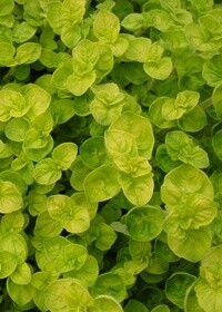 Marjoram Golden 4&quot;