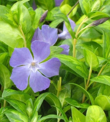Vinca major &#39;Maculata&#39; 4&quot;