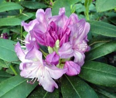 Rhody President Lincoln 2 gal