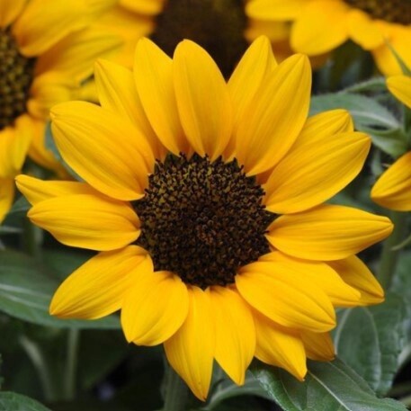 Helianthus Miss Sunshine 1 gal