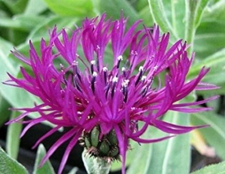 Centaurea &#39;Amethyst Dream&#39; QT