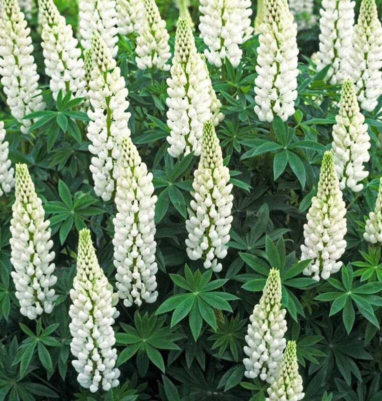 Lupine Polar Princess 1 gal