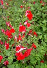 Salvia Hot Lips 2 gal
