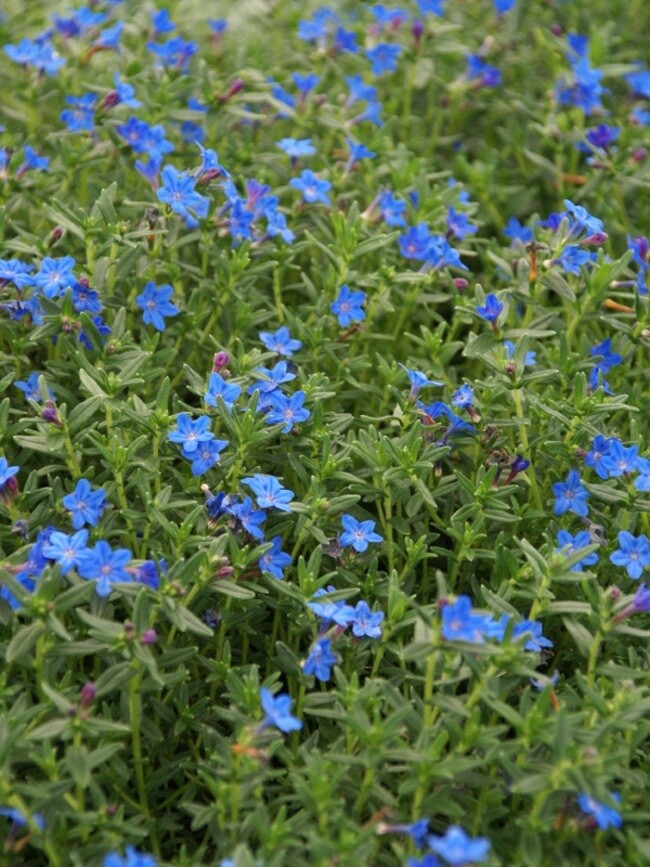 Lithodora Grace Ward 1 gal