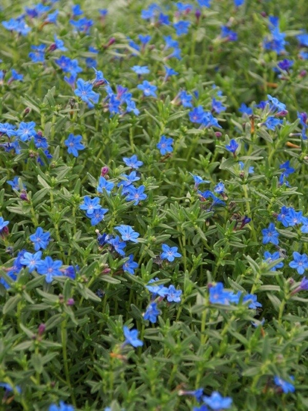 Lithodora Grace Ward 1 gal