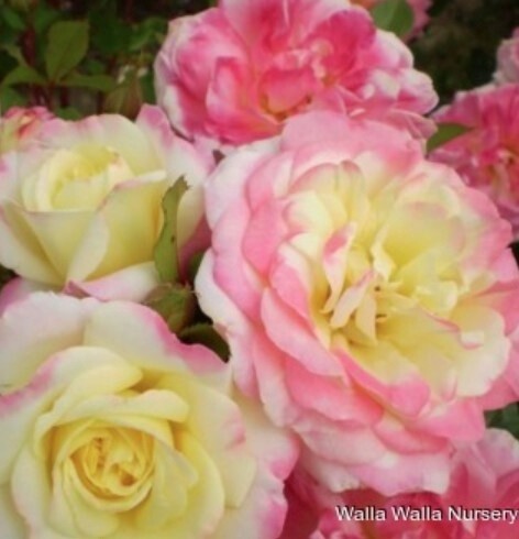 Rose Music Box 2 gal