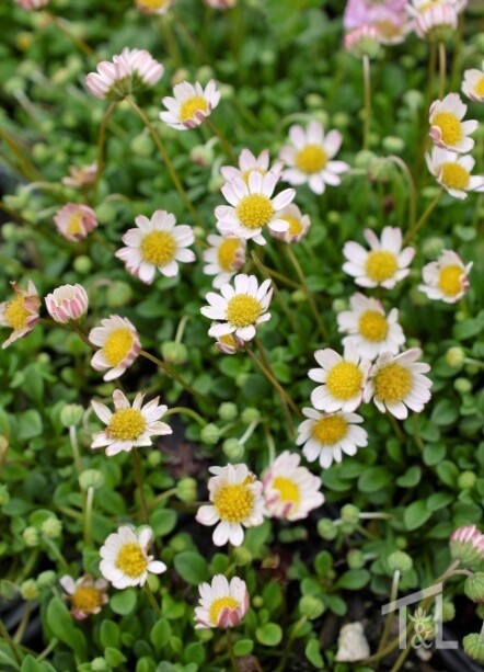 Bellium minutum 4&quot;