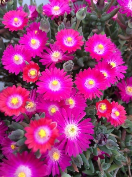 Ice Plant Amethyst 4&quot;
