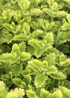 Germander Summer Sunshine QT