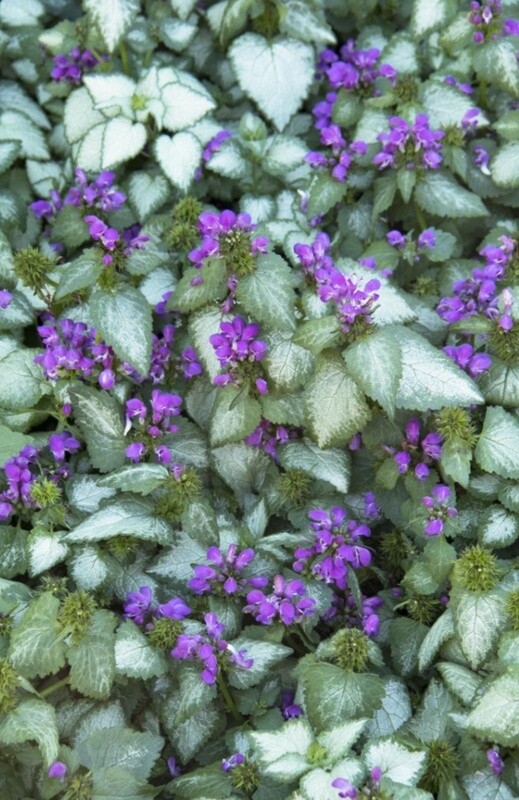 Lamium Purple Dragon 4&quot;