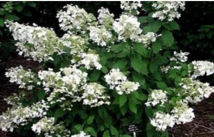 Hydrangea Baby Lace 1 gal