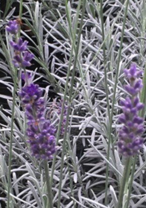 Lavender Ana Luisa 1 gal