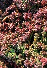 Sedum Coral Carpet 4"