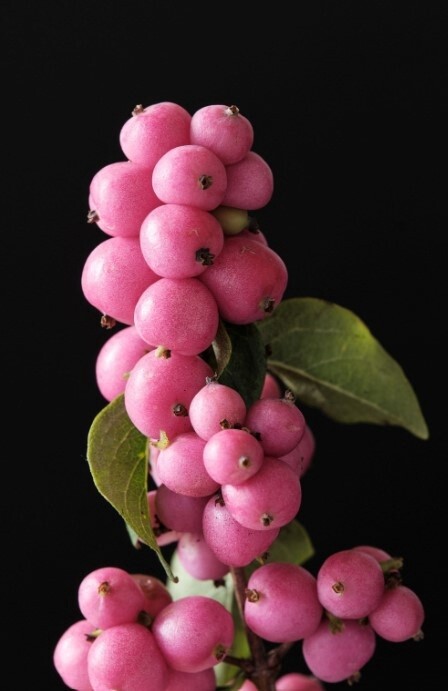 Coralberry Magical Purple Pride 1 gal