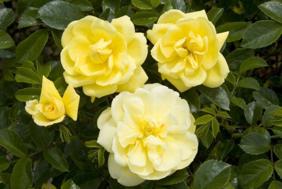 Rose Flower Carpet Yellow 2 gal