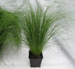 Mexican Feather grass 4"