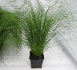 Mexican Feather grass 4&quot;