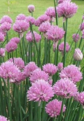 Allium Rising Star 4&quot;
