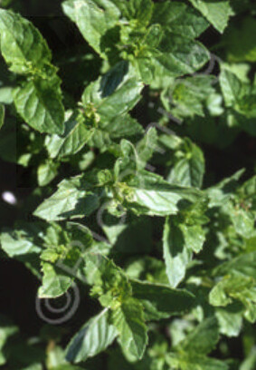 Spearmint 4&quot;