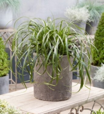 Carex Ribbon falls QT