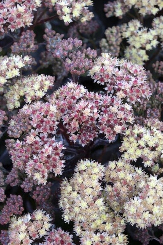 Sedum Conga Line 1 gal