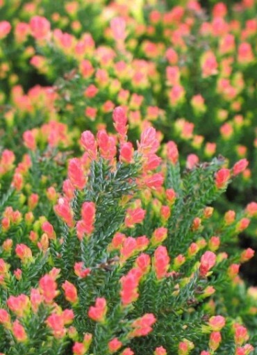 Calluna Flamingo 1 gal – Online Store – Bremerton City Nursery