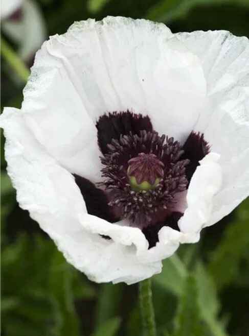 Poppy Oriental Royal Wedding 4"