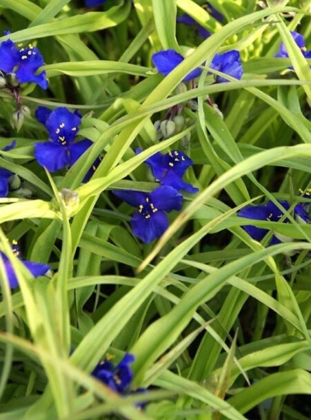 Tradescantia Sweet Kate 1 gal