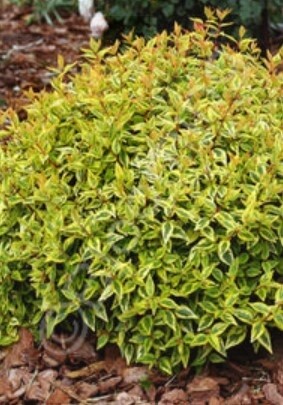 Abelia Kaleidoscope 2 gal