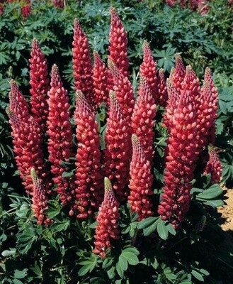 Lupine Gallery Red 4"