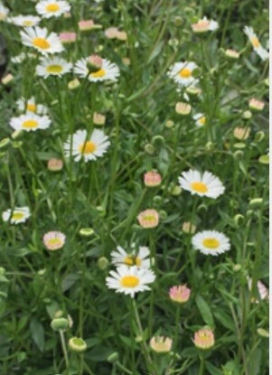 Erigeron Profusion Daisy 4&quot;