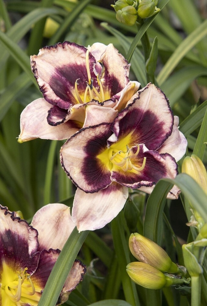Daylily Stormy Sky 1 gal