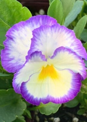 Viola Halo Lilac 4"