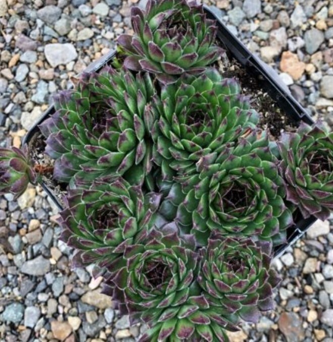 Sedum Appletini Qt