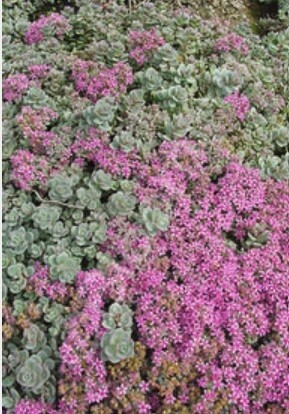 Sedum Island Sakhalin 4"