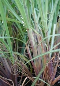 Lemon Grass 4&quot;