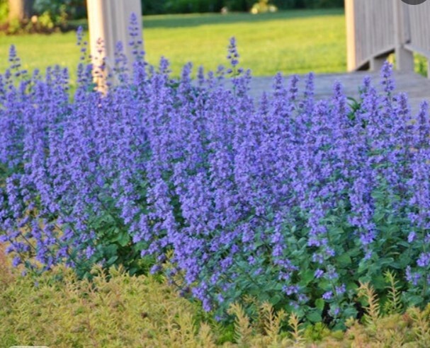 Nepeta Cat&#39;s Meow 1 gal