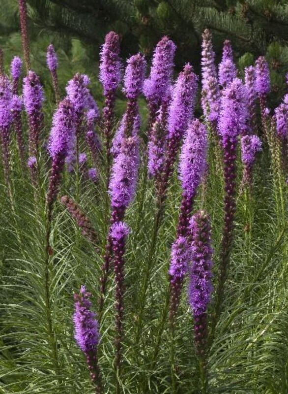 Liatris Kobold Original 1 gal