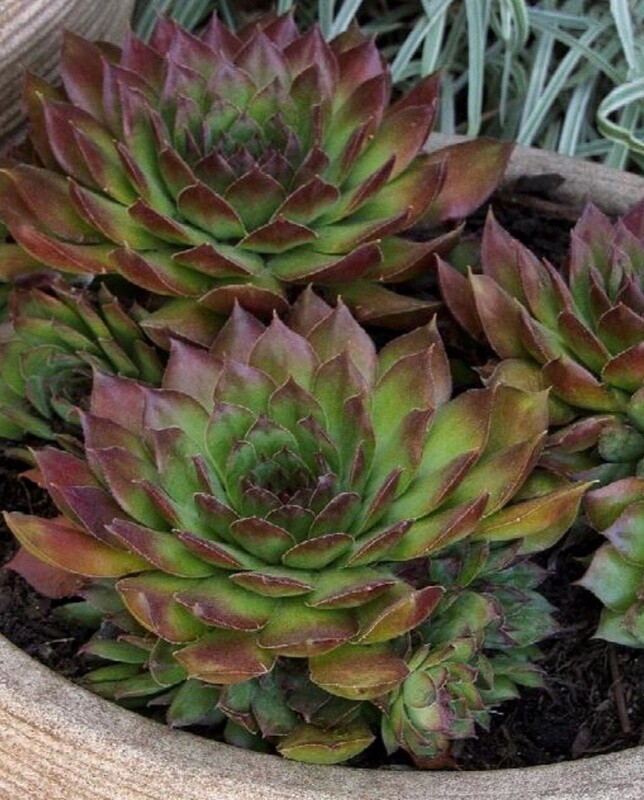 Sempervivum Black Qt