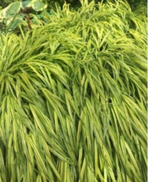 Forest Grass Aureola 1 gal
